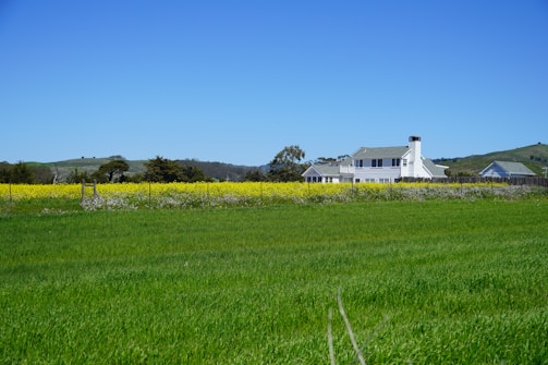 A sprawling rural landscape with a green field in the foreground and a bright, clear blue sky above. A traditional white farmhouse with a chimney is situated in the middle of the scene, surrounded by a fence and lush, yellow-flowered plants. The background features rolling green hills and scattered trees.
