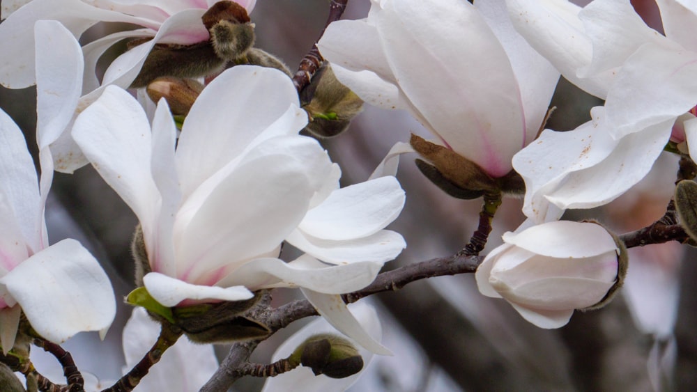 white and pink flower in tilt shift lens