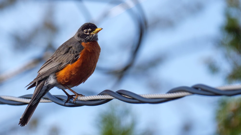 black and brown bird on tree branch