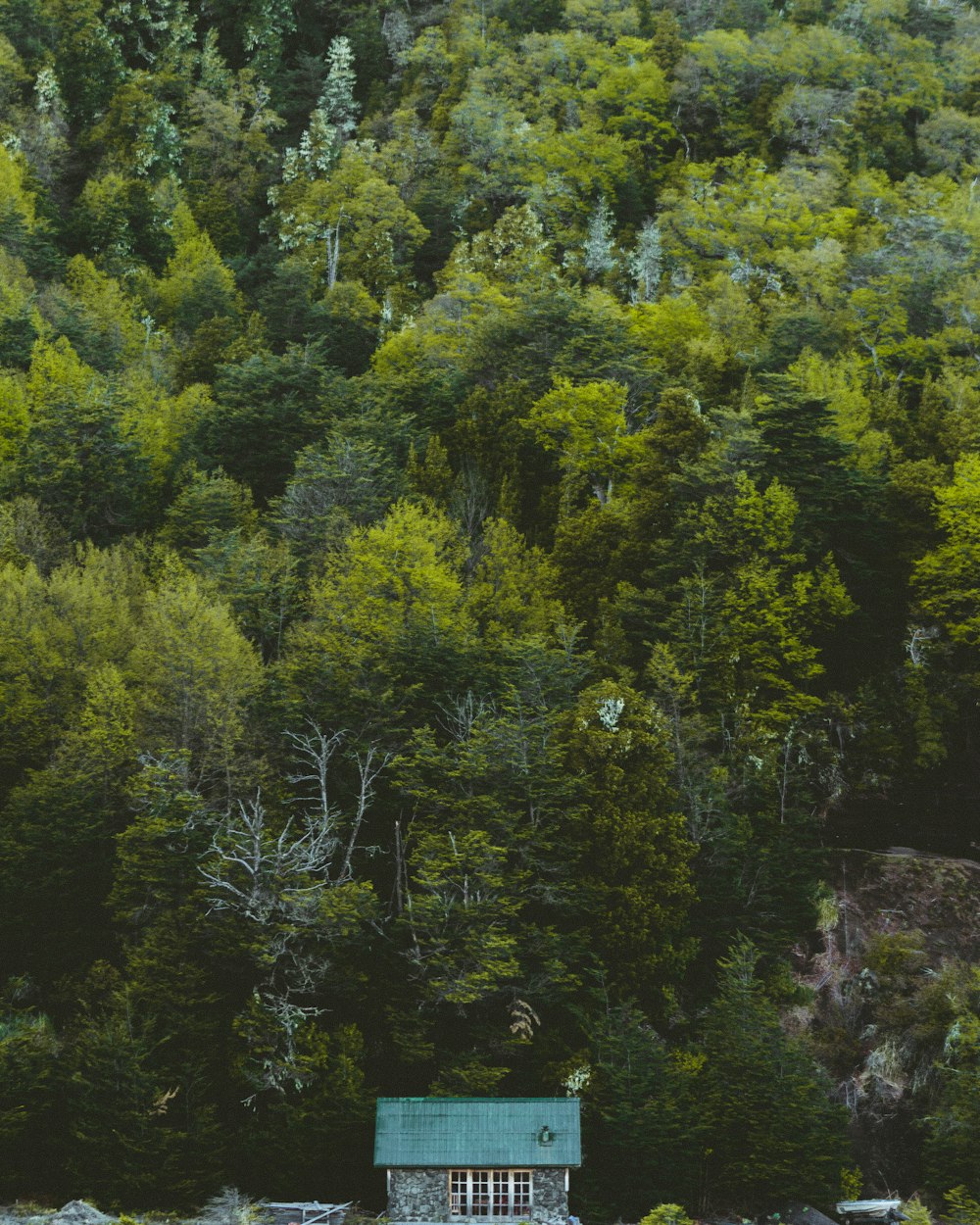 green trees on brown rocky mountain during daytime