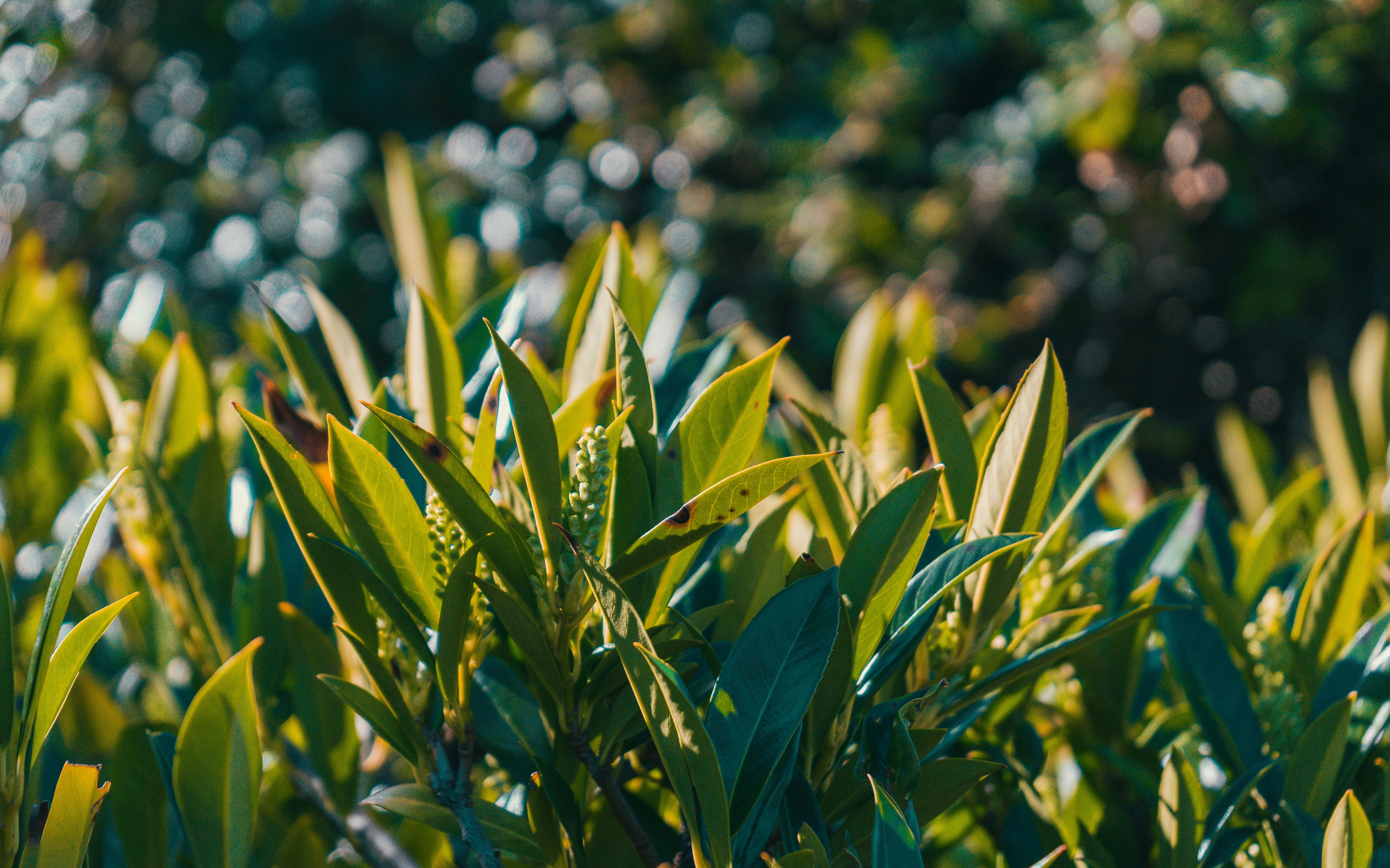 Photo by colefreeman