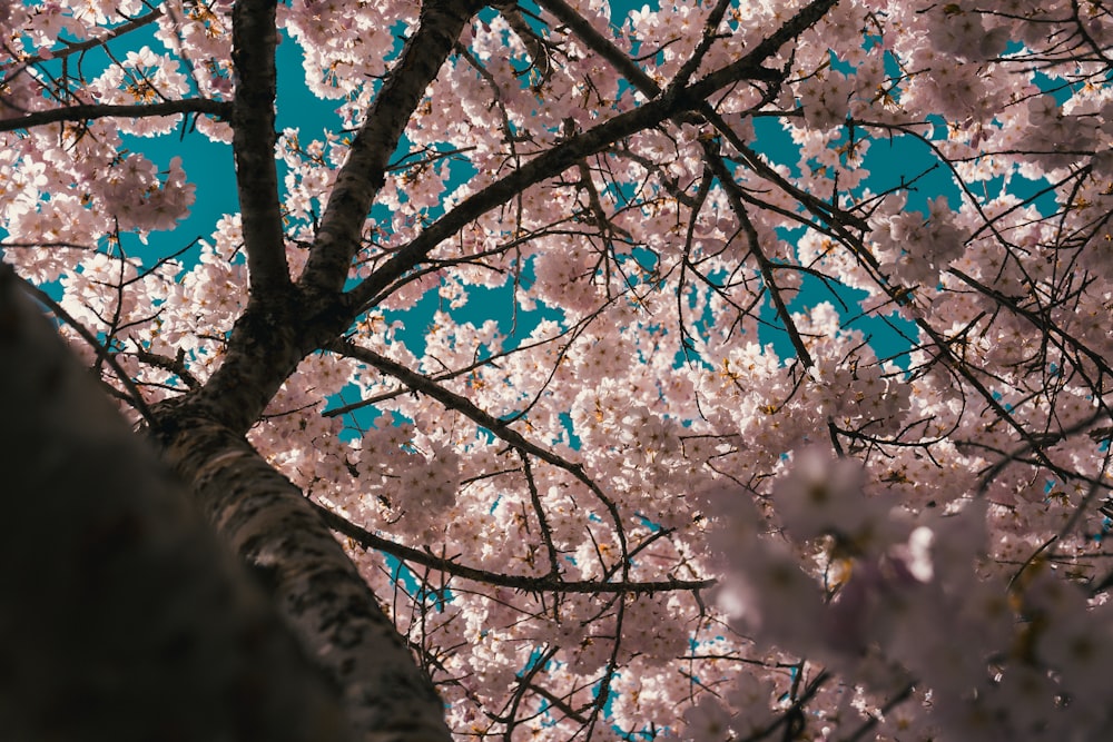 white cherry blossom tree during daytime