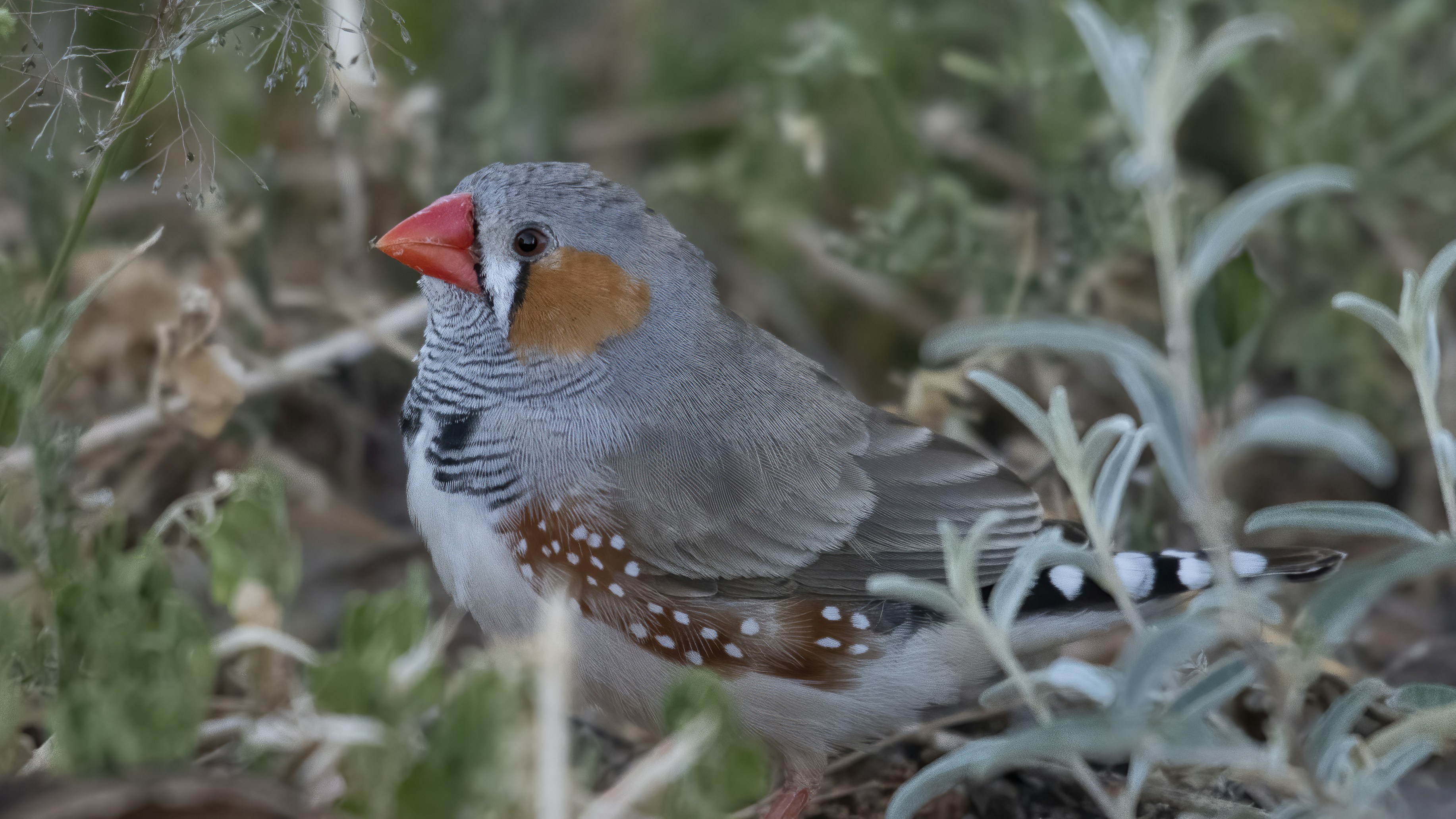 The Zebra Finch: The Flashy, Fast-Moving Crowd-Pleaser (image credits: unsplash)