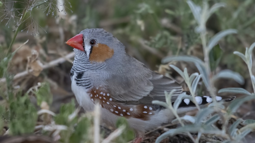 gray orange and black bird on green grass during daytime