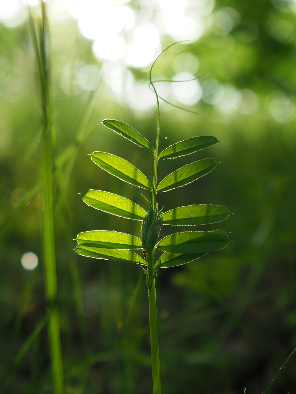 green leaf plant in close up photography