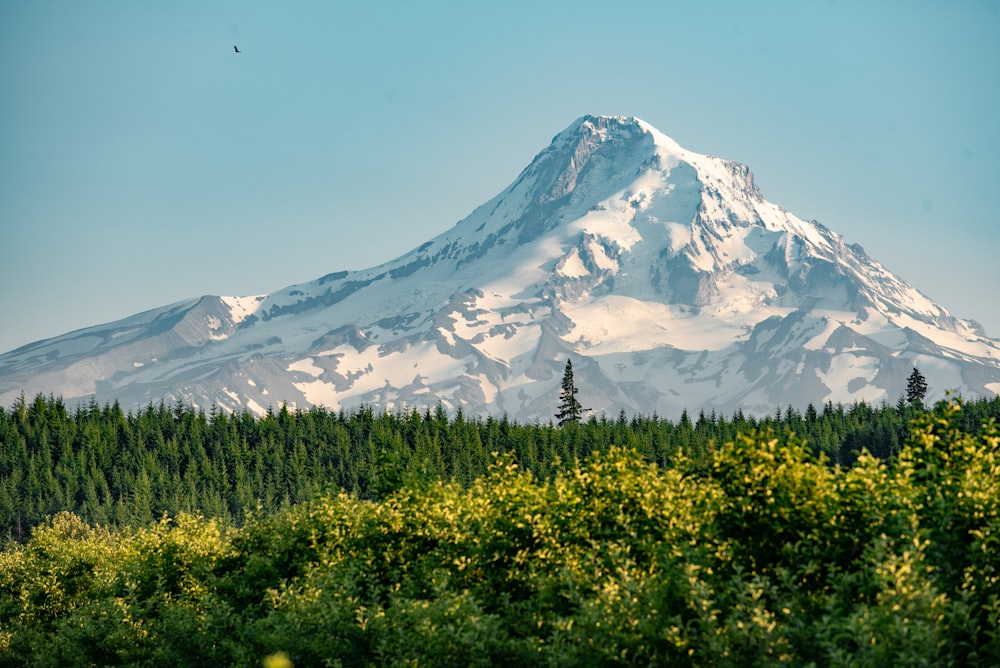 green trees near snow covered mountain during daytime