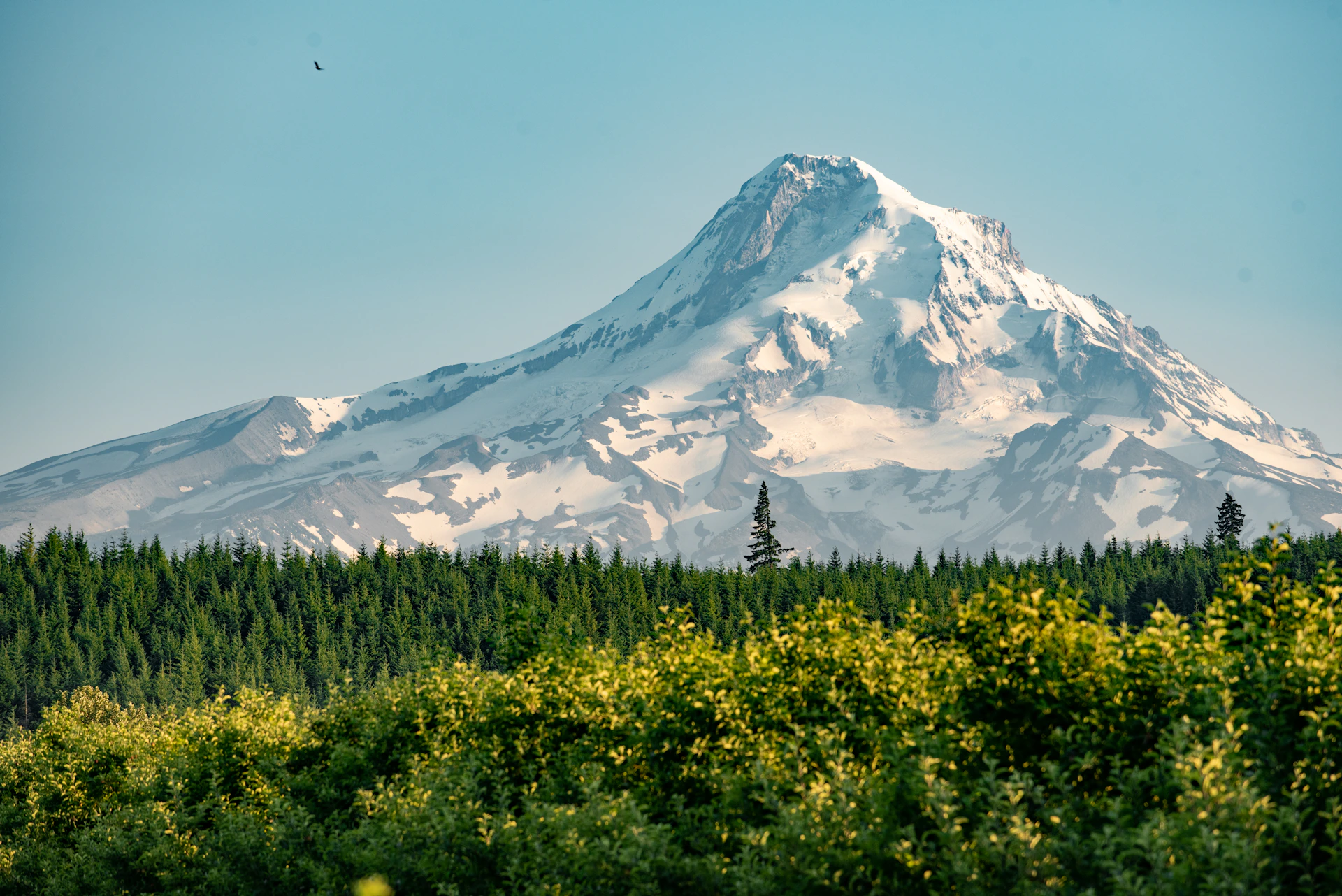 green trees near snow covered mountain during daytime