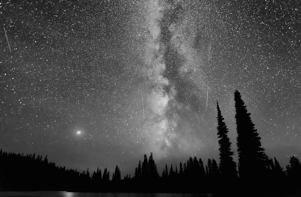 silhouette of trees under starry night