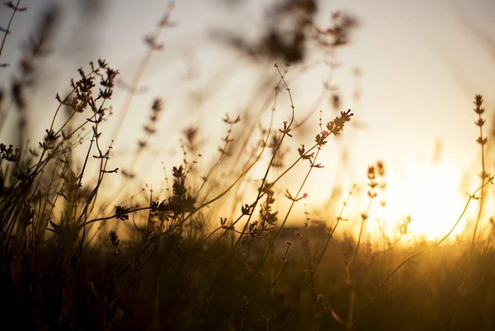 brown grass during golden hour