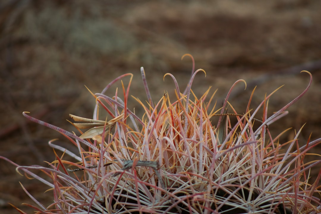 pink and white plant on brown soil