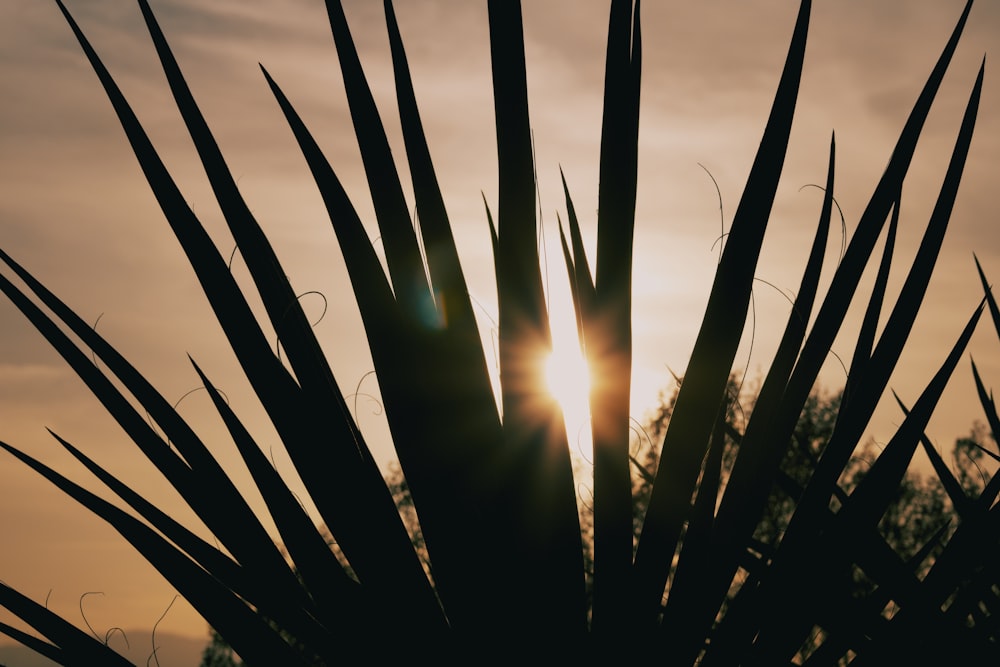 silhouette of grass during sunset