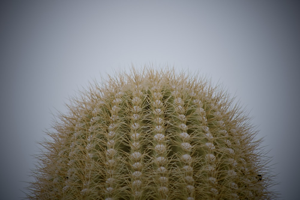 brown round plant in close up photography