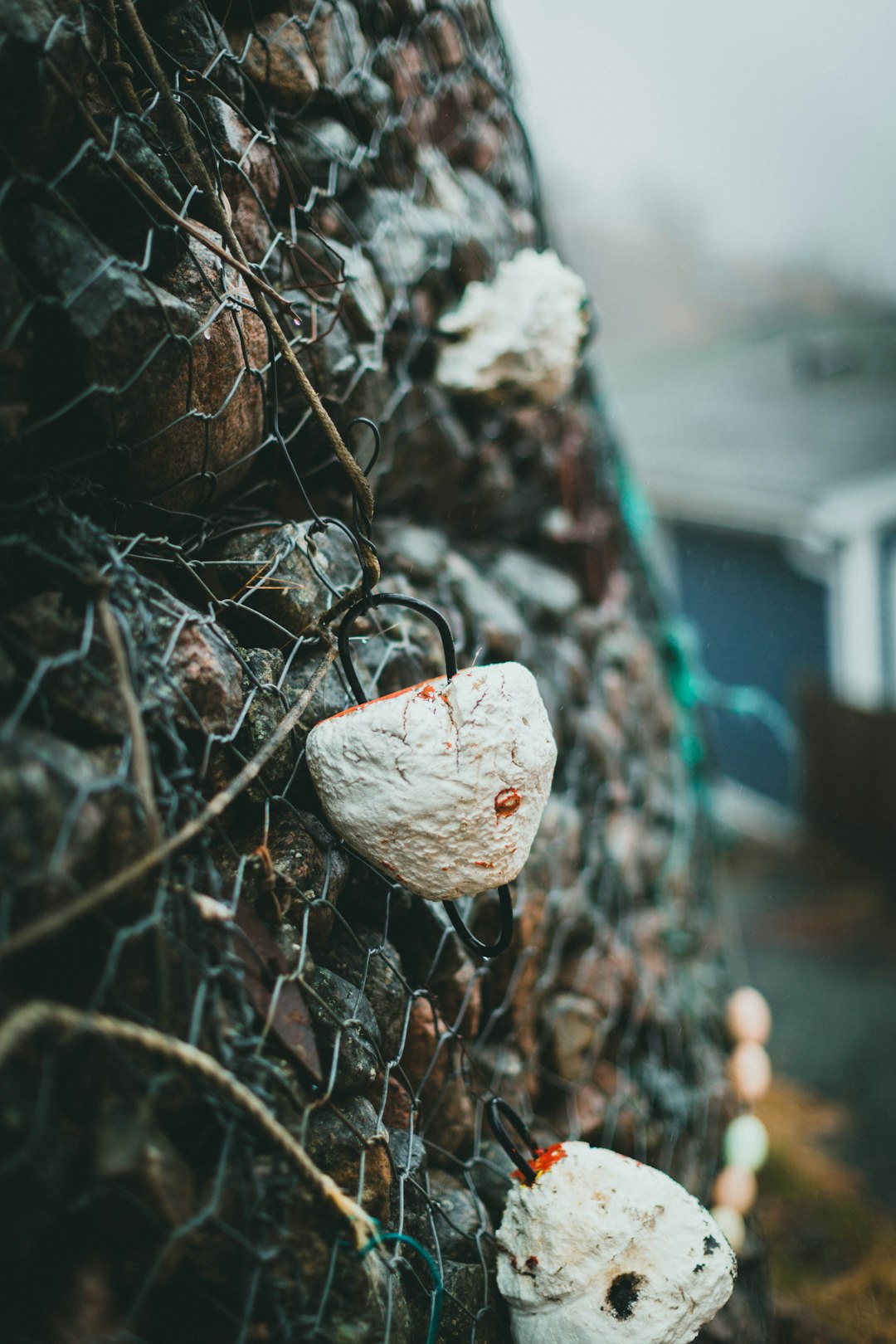 white and brown stone on brown tree branch