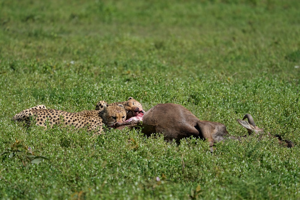 ghepardo marrone e nero sdraiato sul campo di erba verde durante il giorno