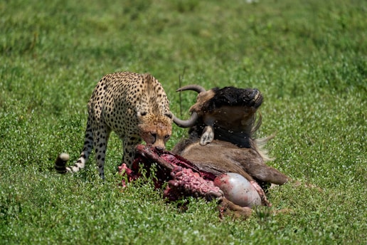 A cheetah is feeding on the remains of a wildebeest in a grassy plain. The cheetah's spotted coat contrasts with the vibrant green grass around it. The wildebeest is lying on its side, revealing the aftermath of the hunt.