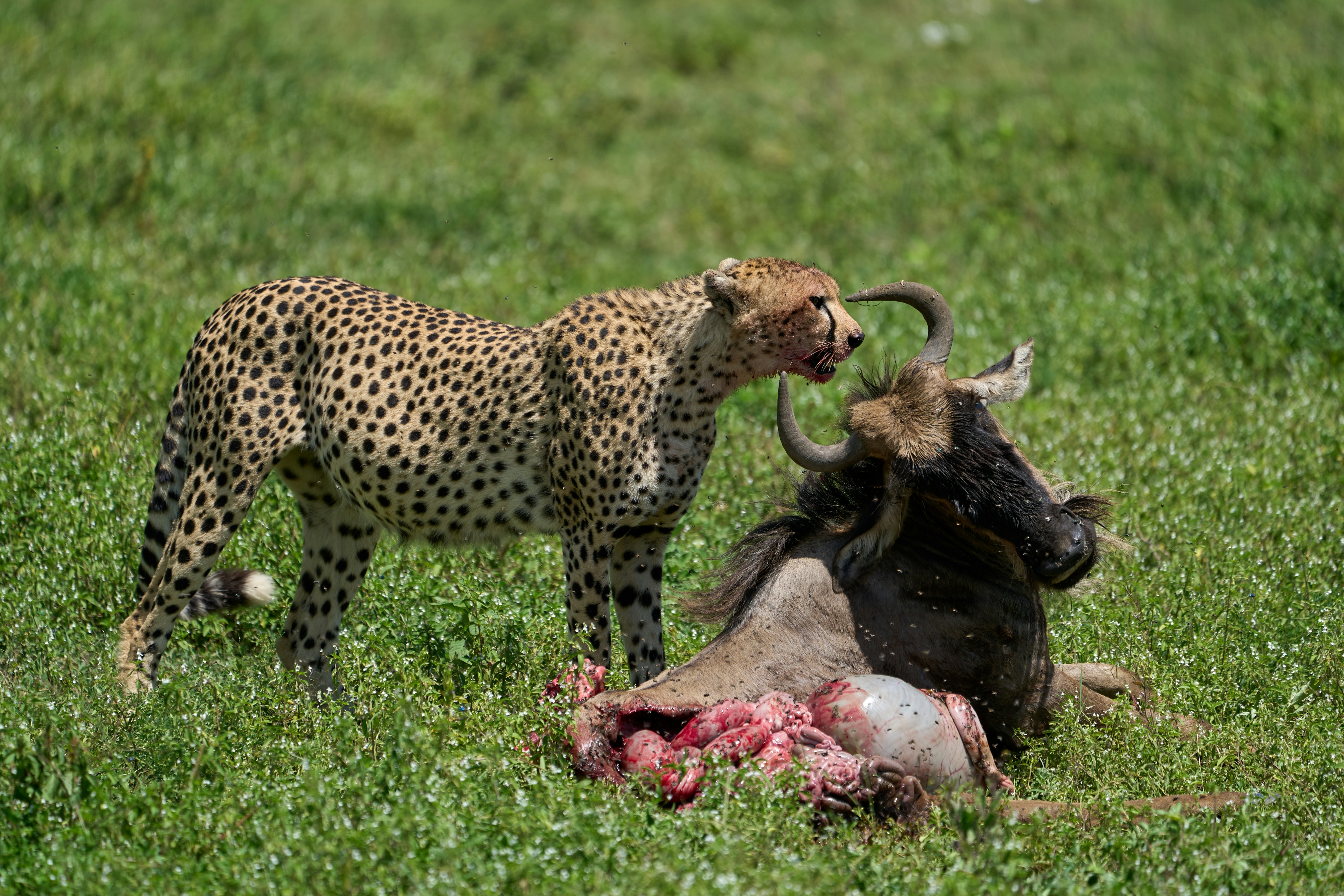 Wildlife and open plains