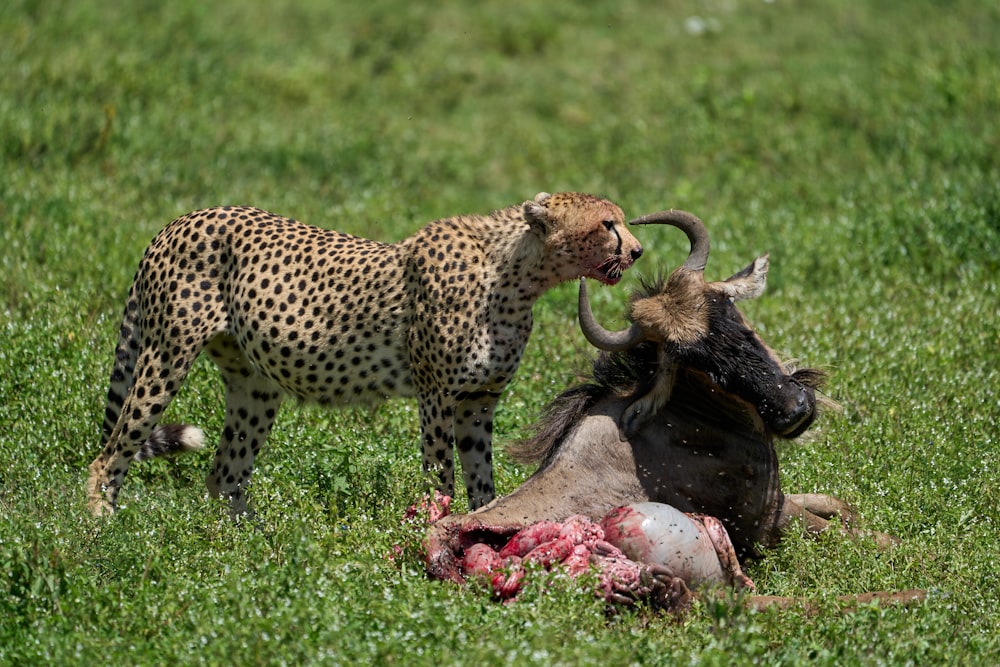 낮 동안 푸른 잔디밭에 있는 치타와 아기 치타