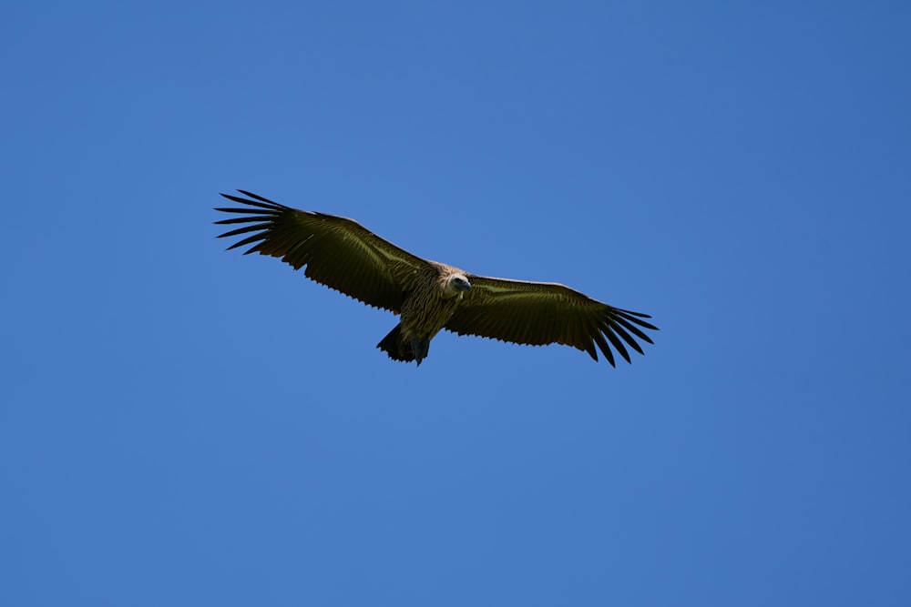 black and white bird flying