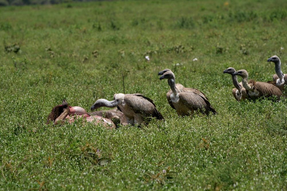 flock of birds on green grass field during daytime