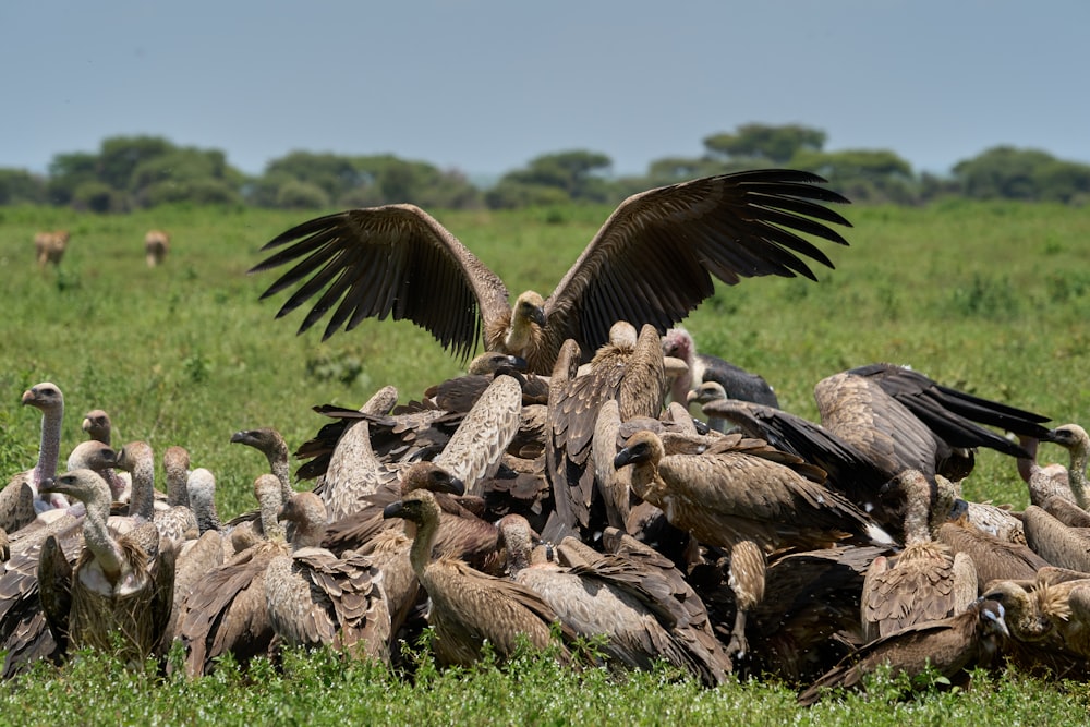 flock of birds on green grass field during daytime