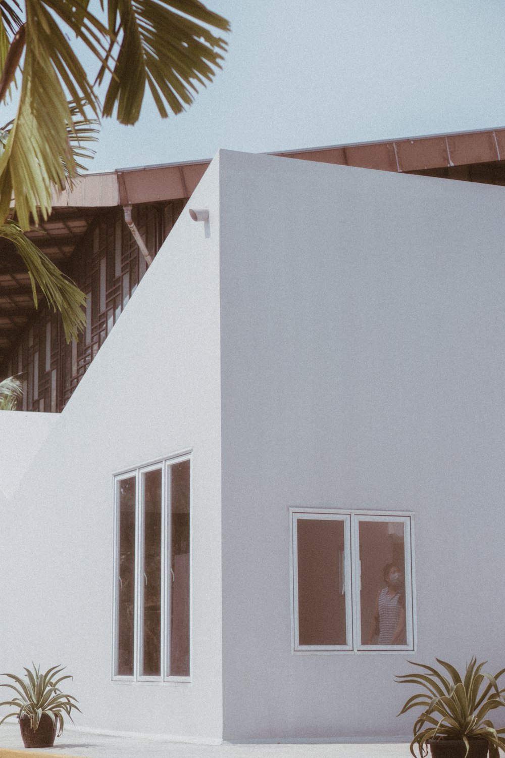 white concrete building with green palm tree