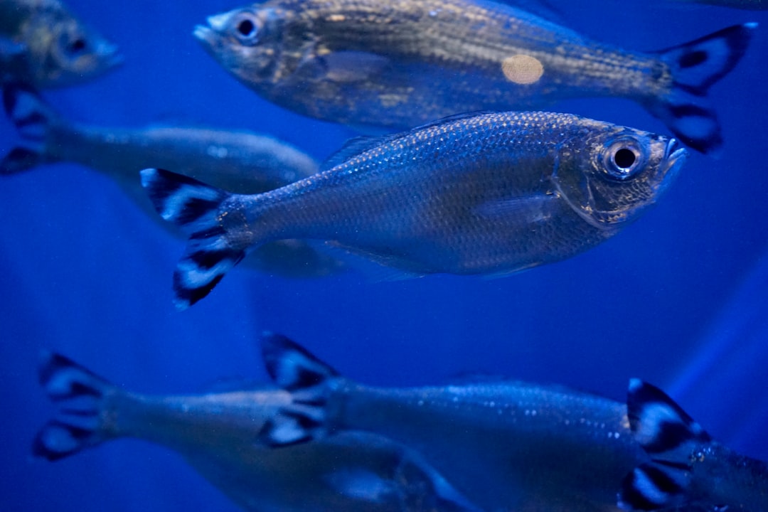 gray and black fish under water