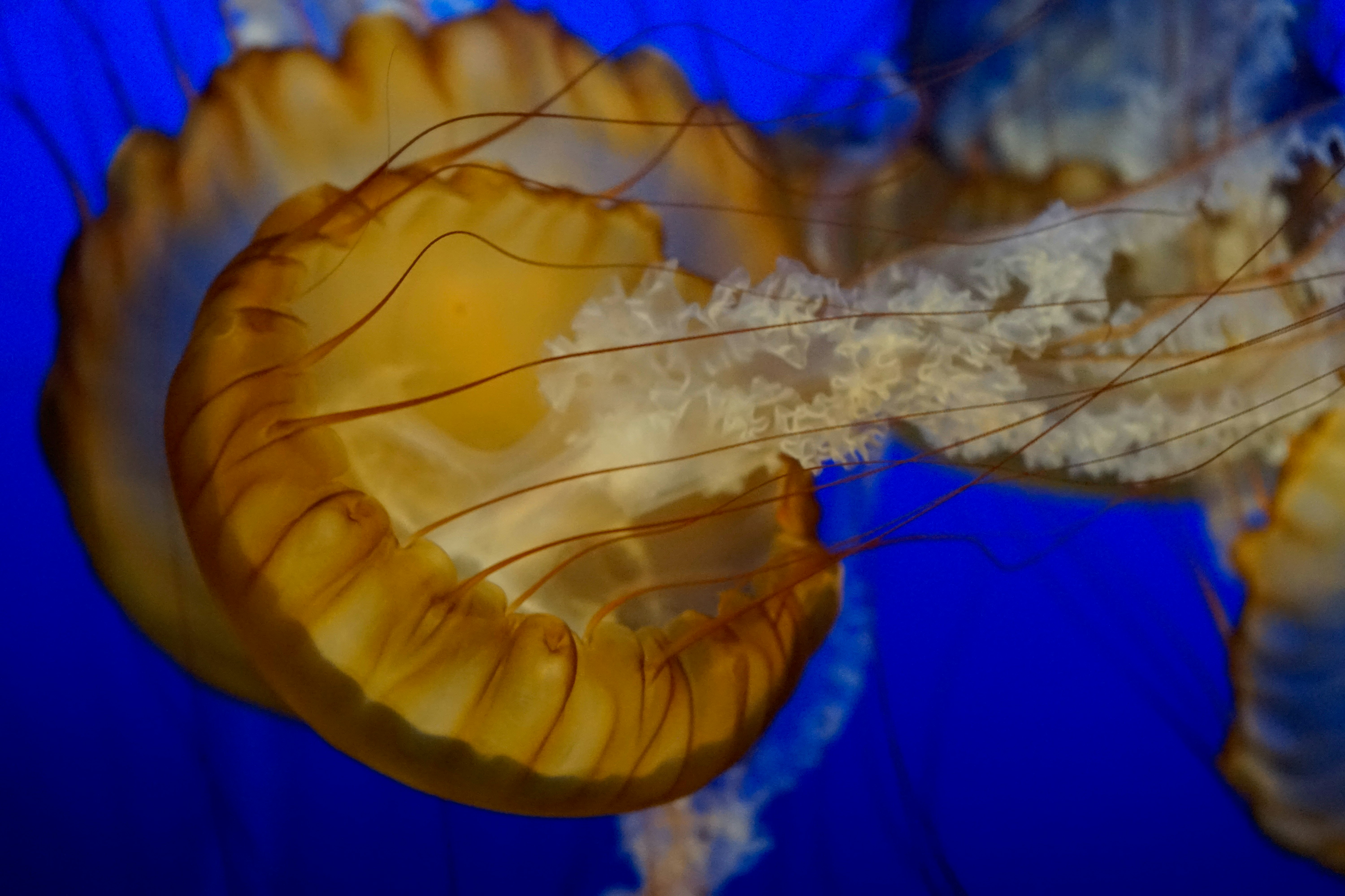 yellow and white jellyfish in blue water
