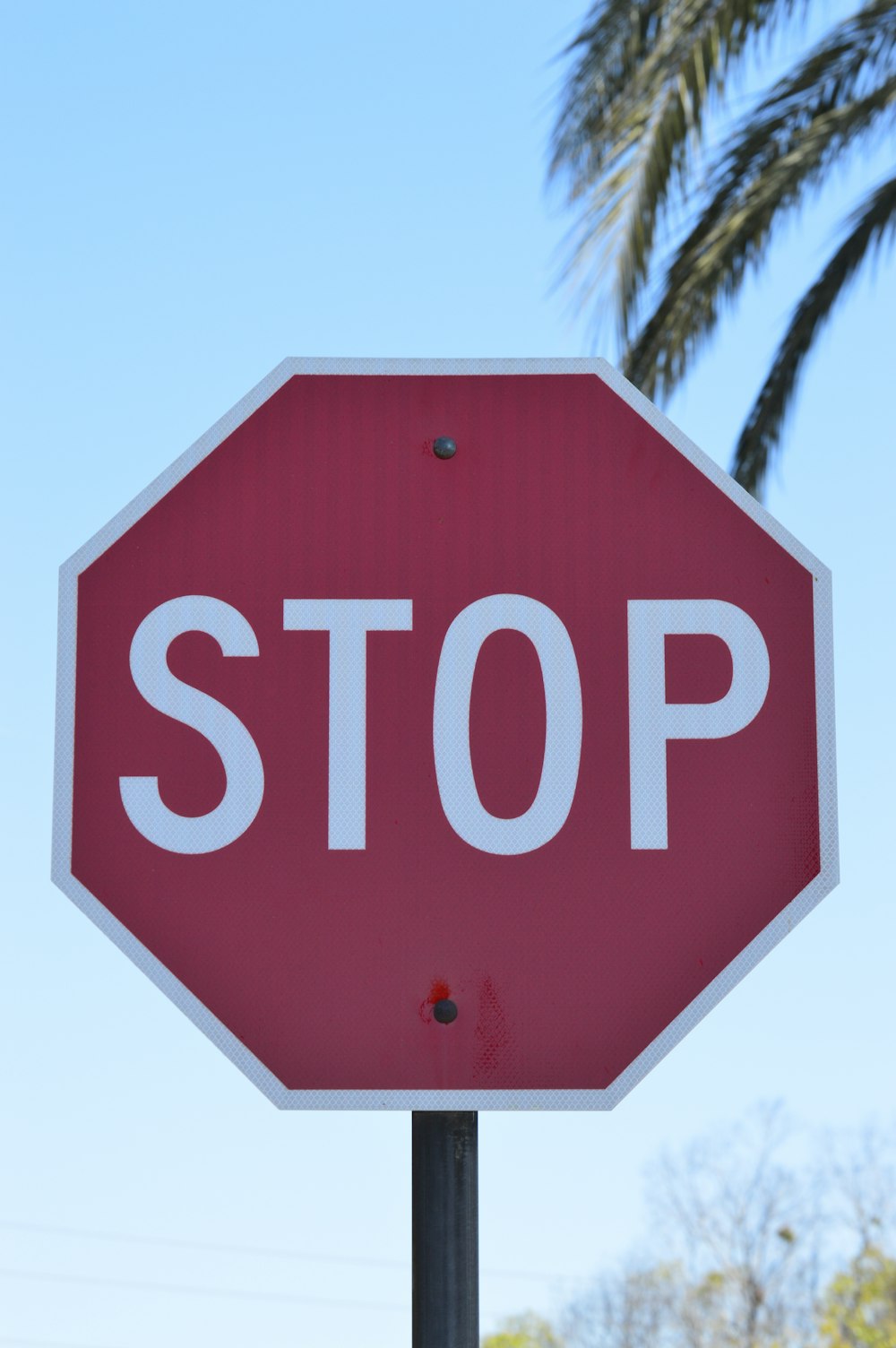red stop sign near palm tree