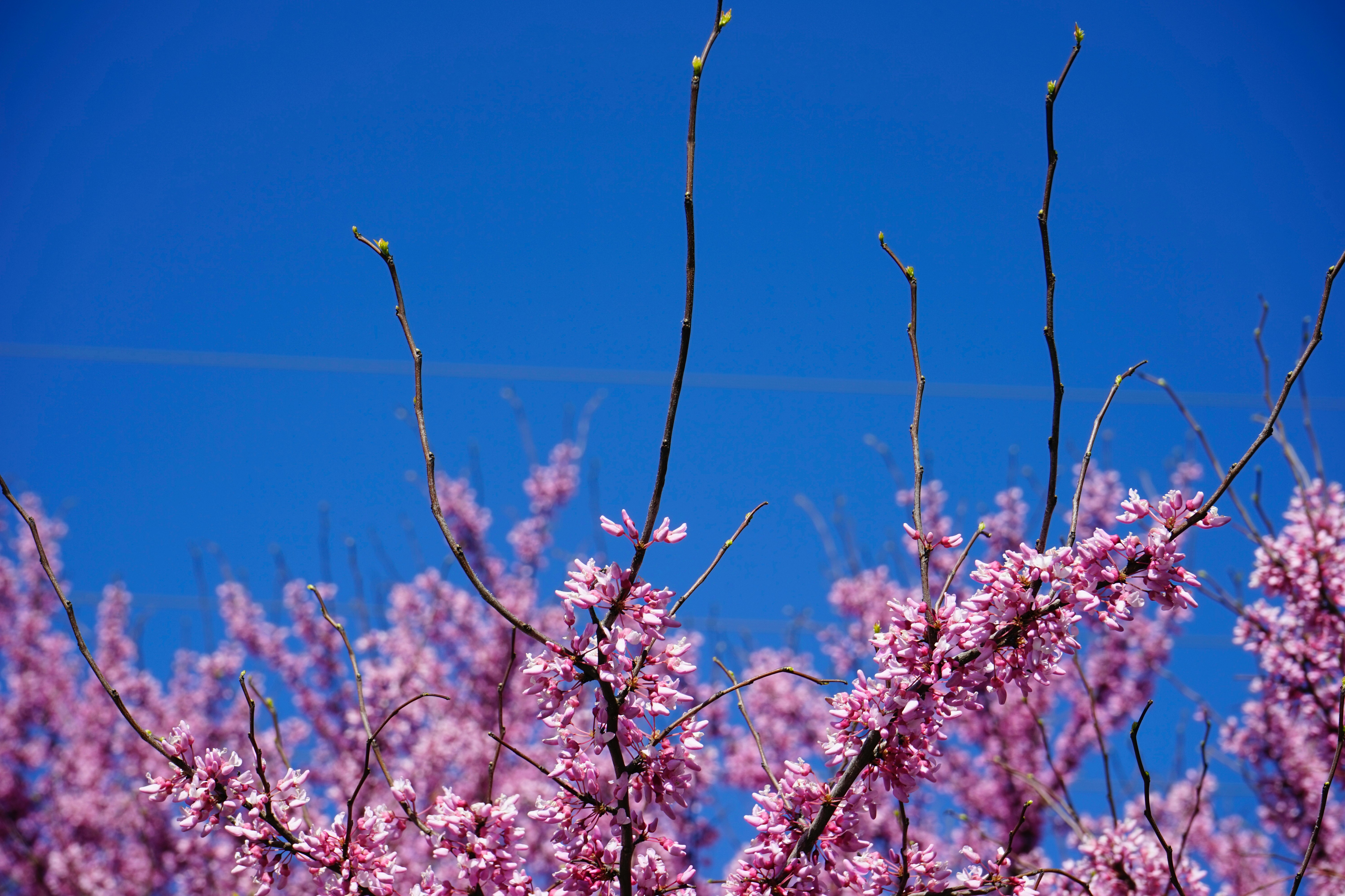 white and pink cherry blossom under blue sky during daytime
