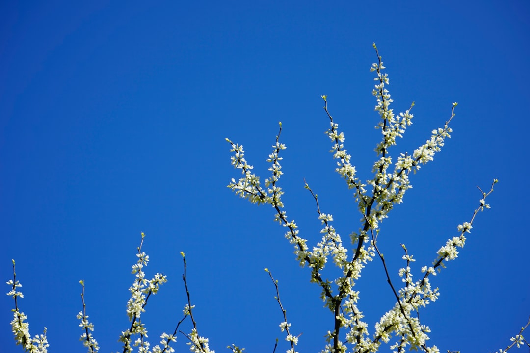 white flower under blue sky during daytime