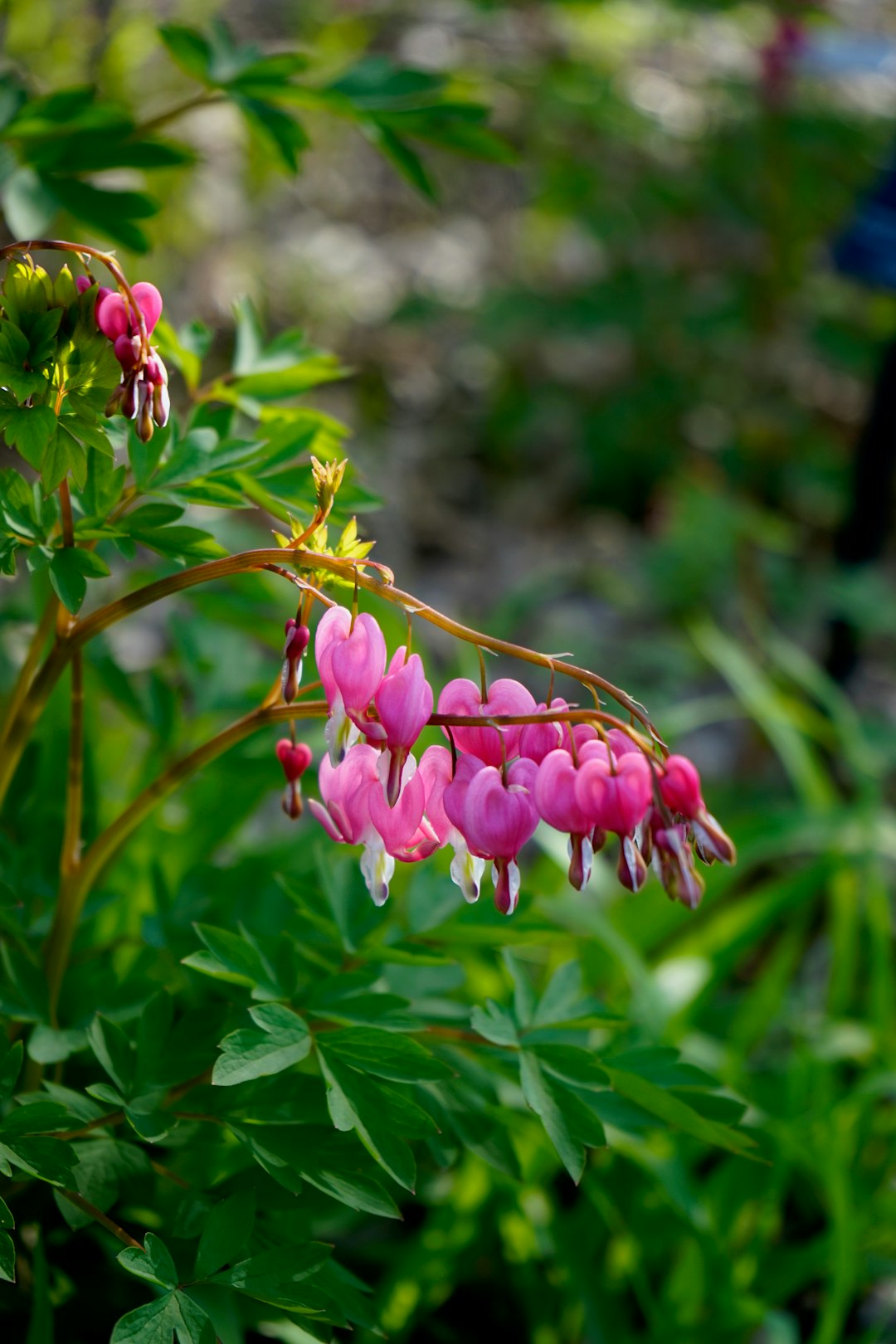 pink flower in tilt shift lens