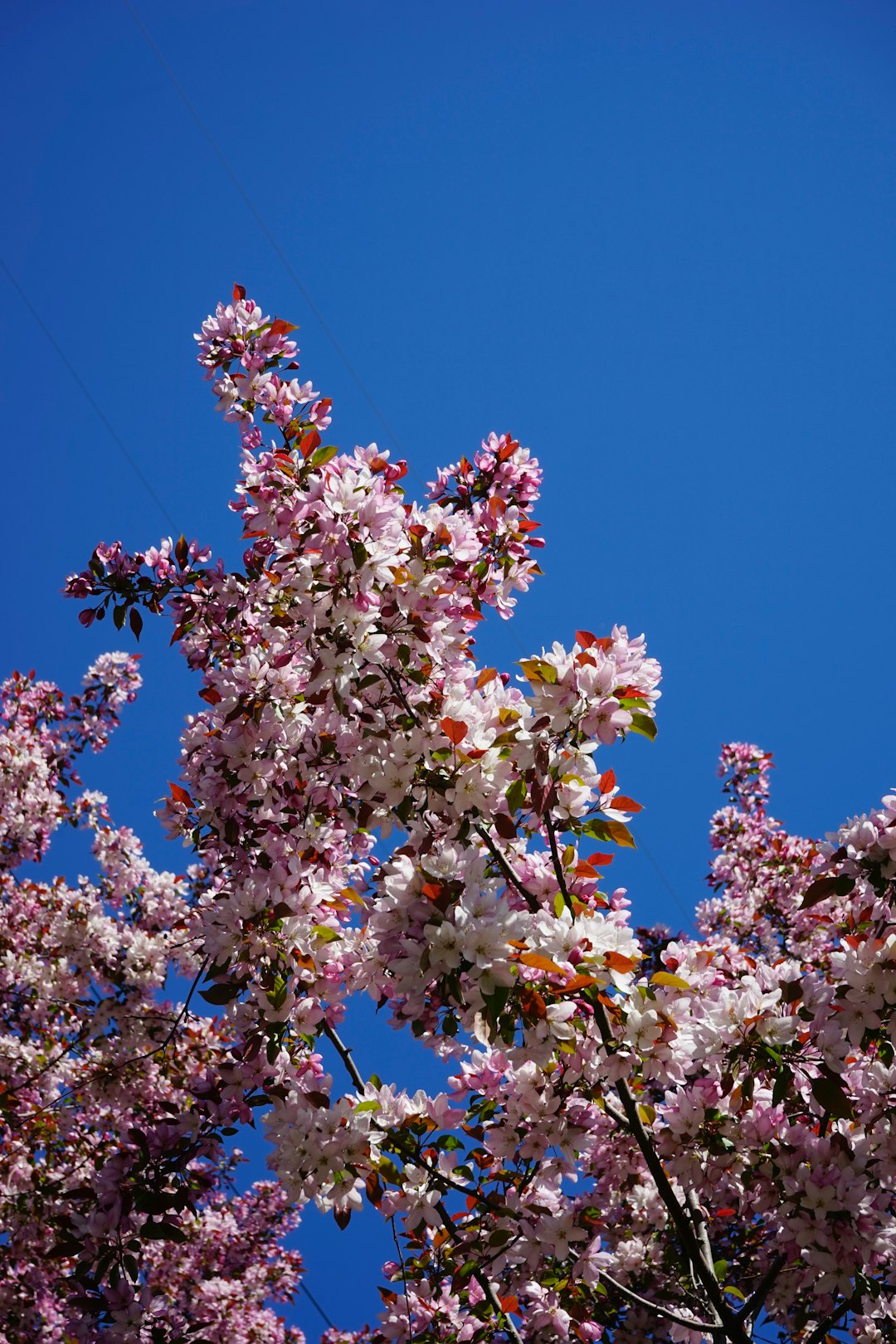 white and pink cherry blossom under blue sky during daytime