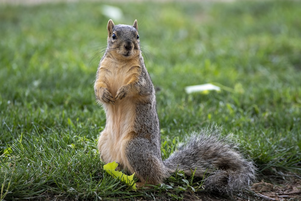 brown squirrel on green grass during daytime