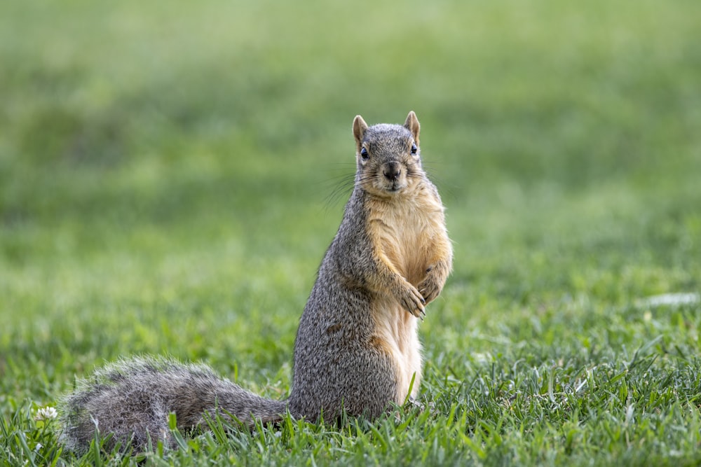 esquilo marrom na grama verde durante o dia