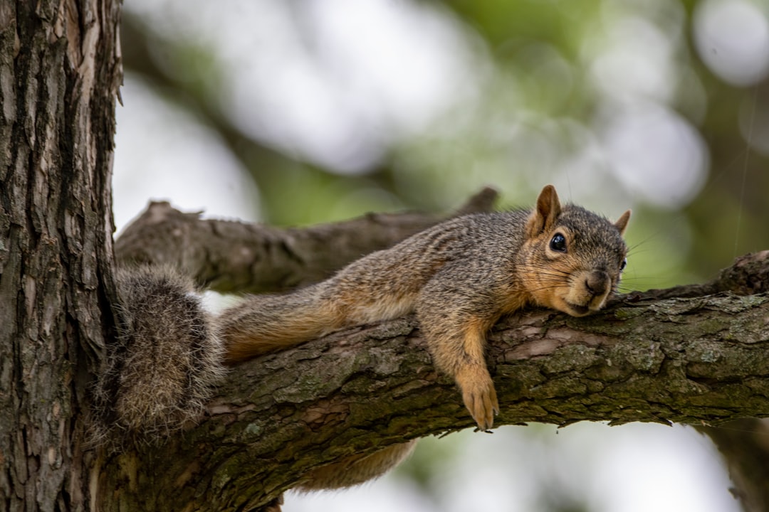 brown squirrel on brown tree branch during daytime