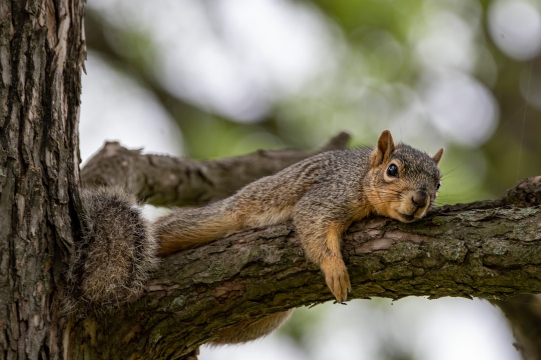 Squirrel to blame for outages in multiple New West neighbourhoods