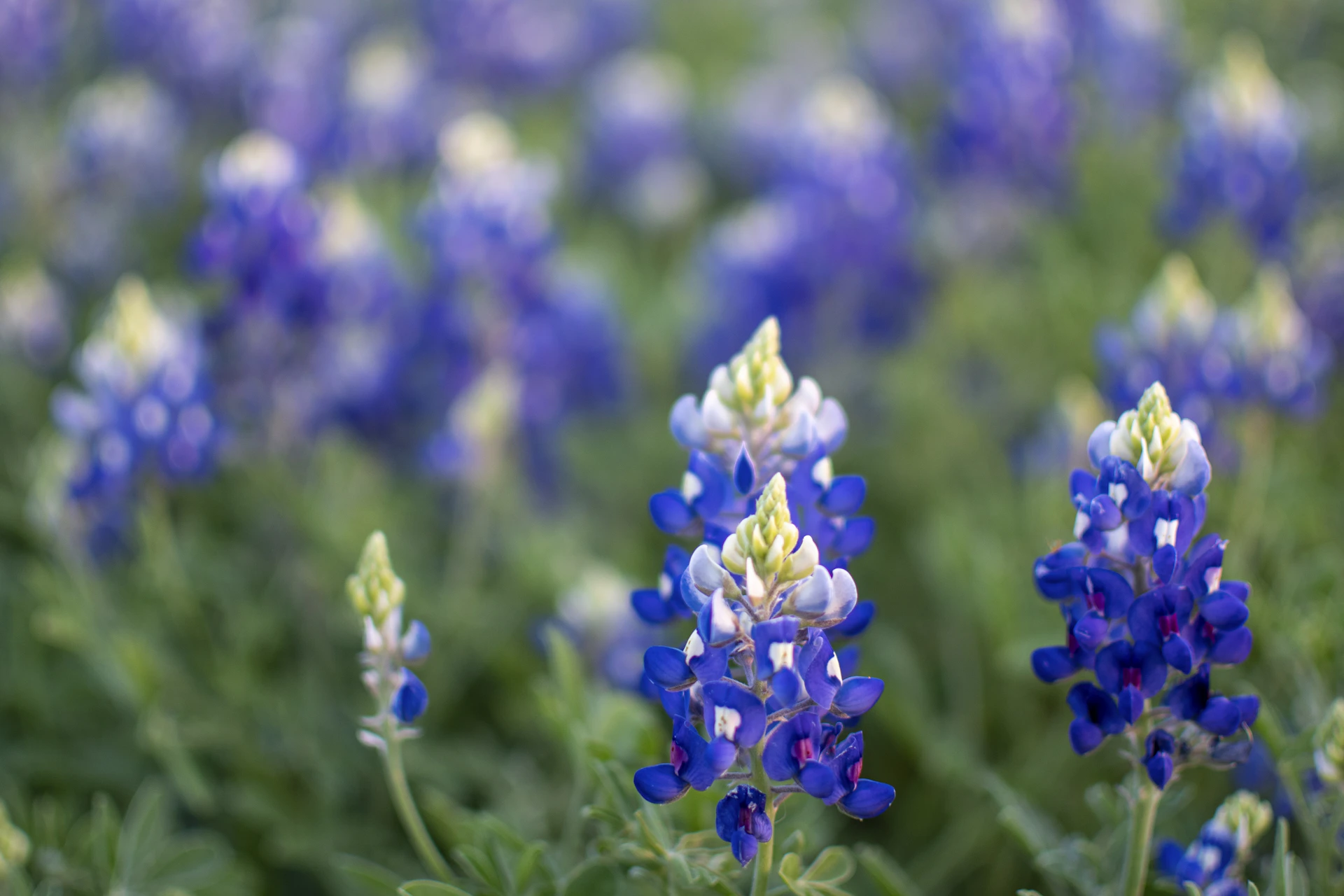 purple flower in tilt shift lens