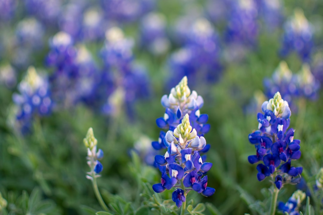 purple flower in tilt shift lens