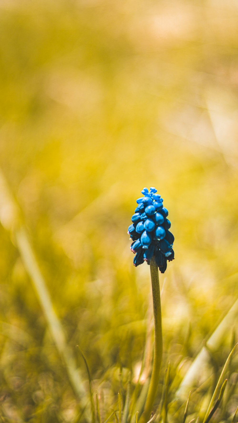 blue flower in tilt shift lens