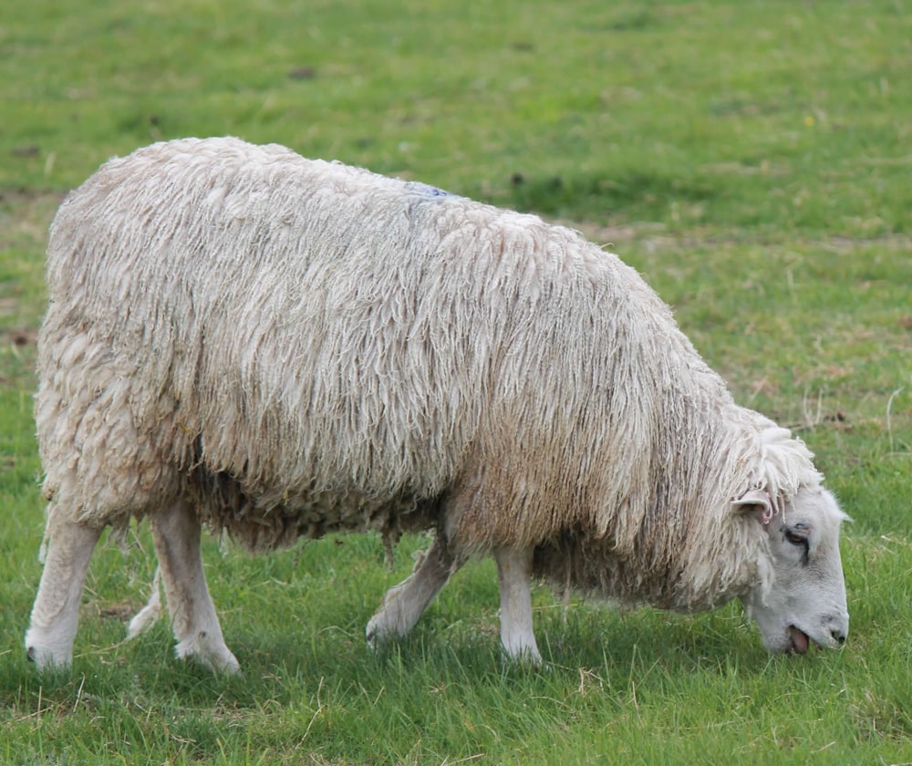 pecore bianche sul campo di erba verde durante il giorno