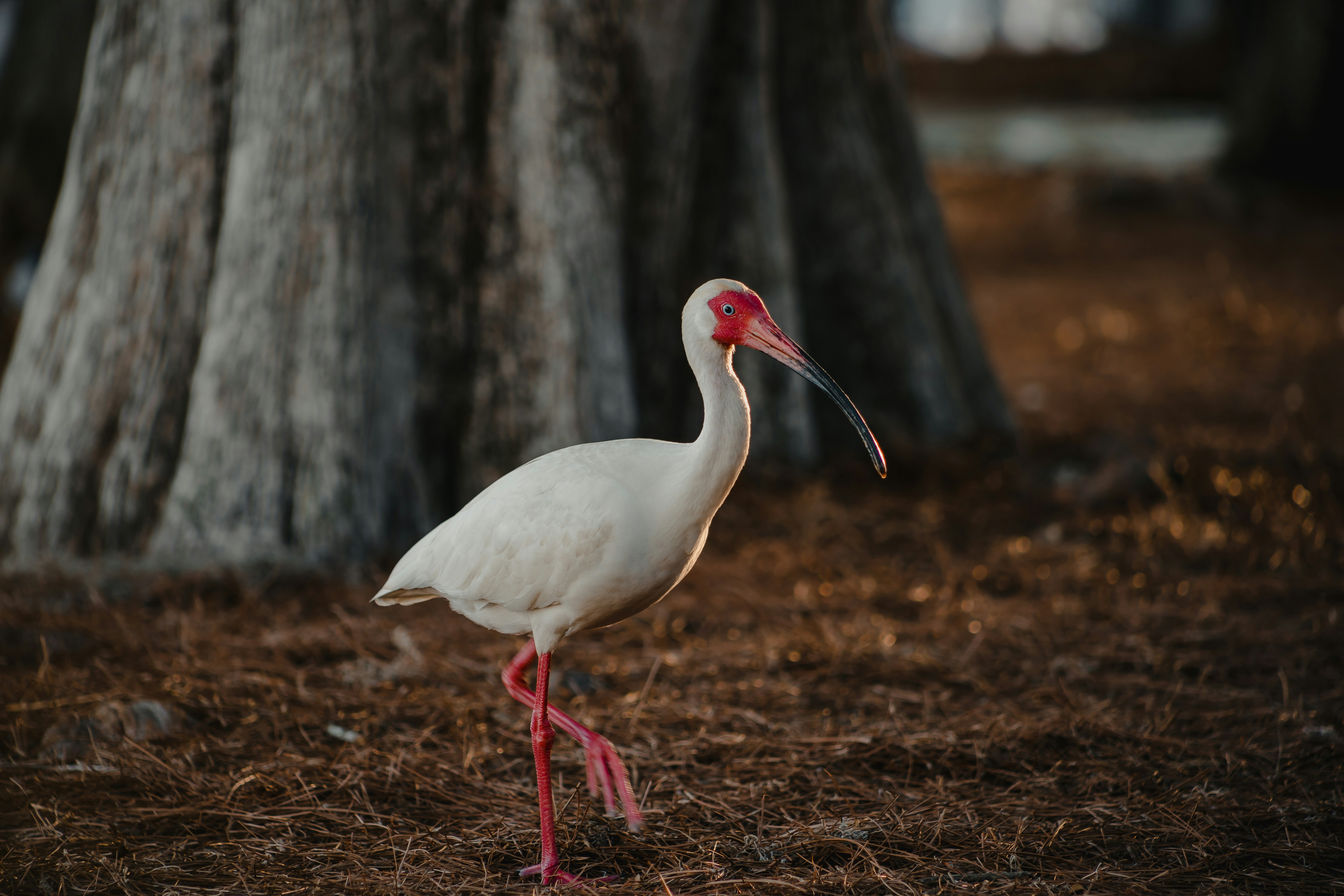 pássaro branco de bico longo em folhas secas marrons