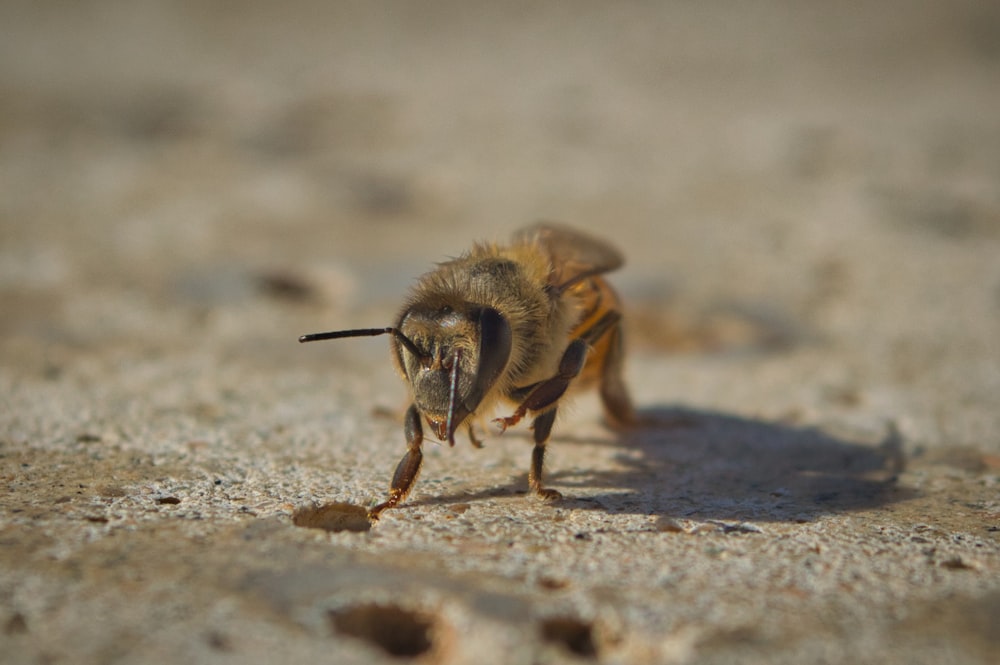 black and yellow bee on gray sand during daytime