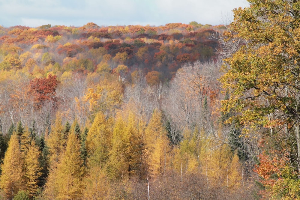 brown and green trees during daytime