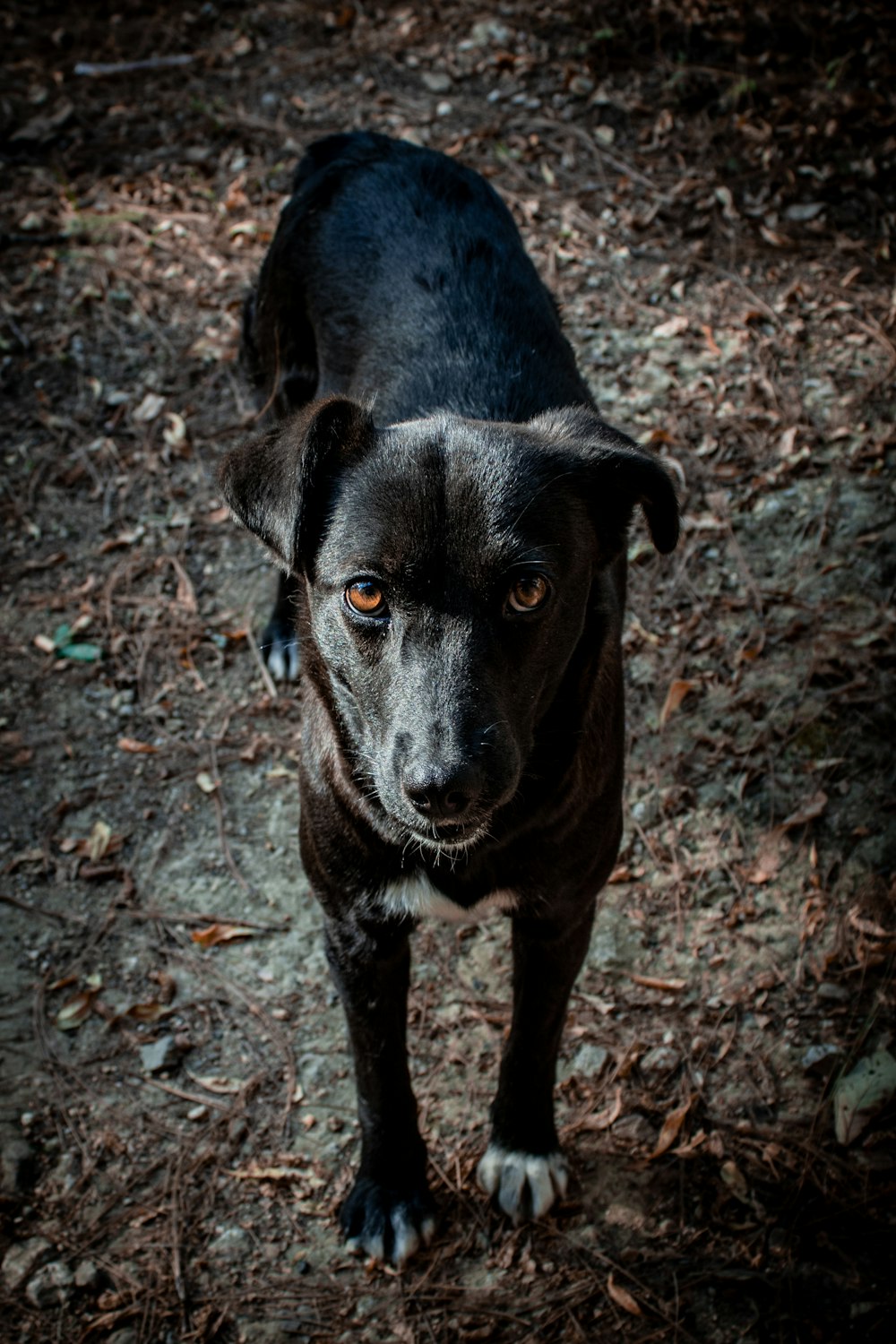 schwarzer Kurzmantel mittlerer Hund