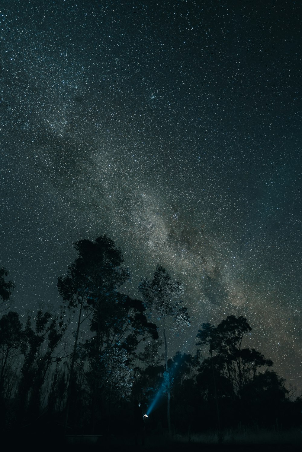 silhouette of trees under starry night