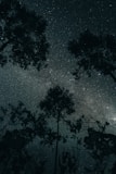 silhouette of trees under starry night