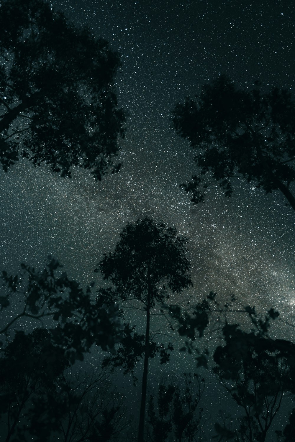 silhouette of trees under starry night