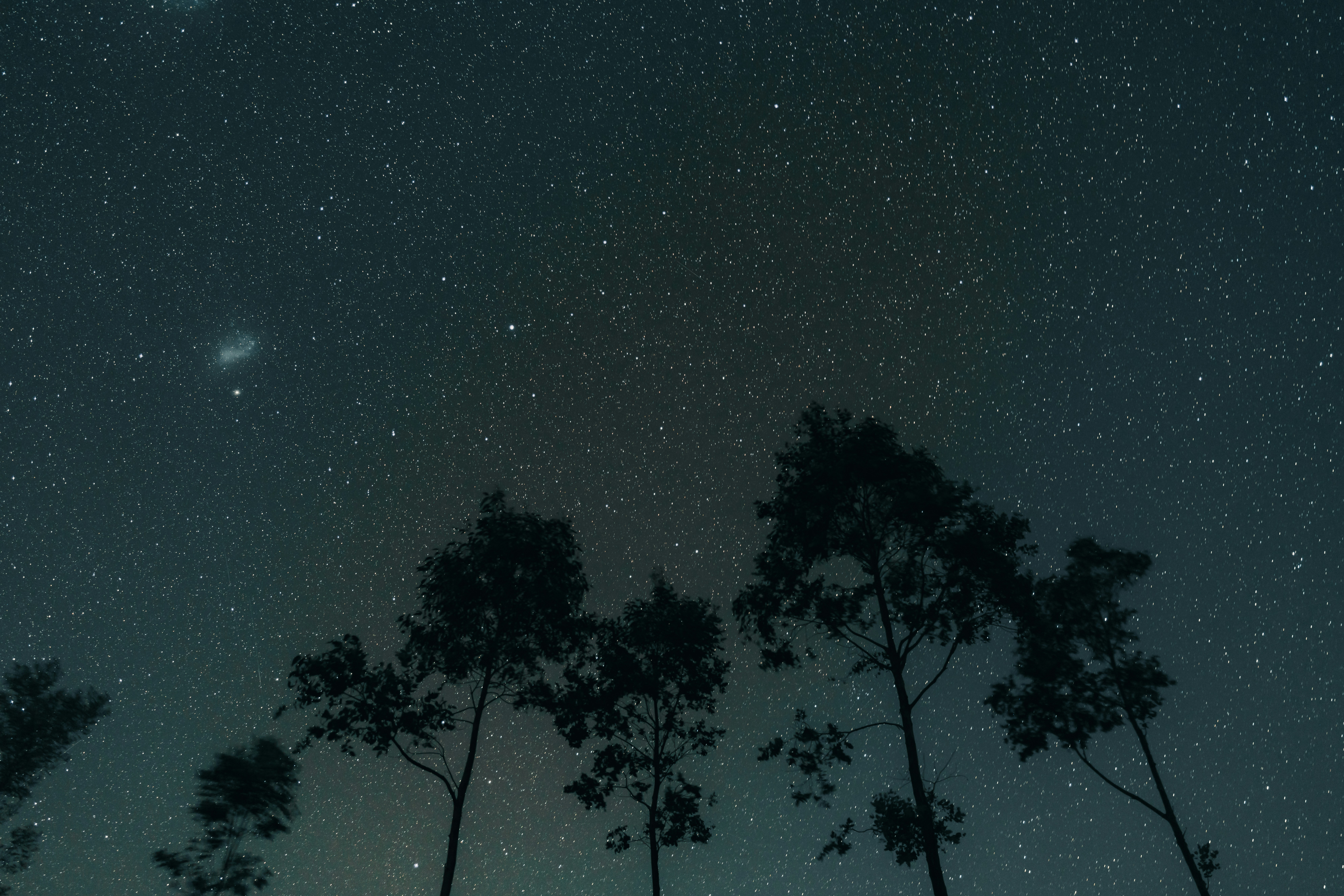 silhouette of trees under blue sky during night time, 