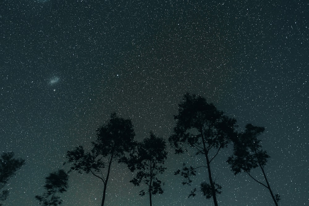 silhouette d’arbres sous le ciel bleu pendant la nuit