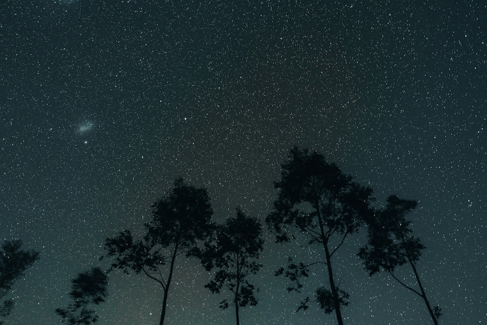 Silhouette von Bäumen unter blauem Himmel während der Nachtzeit